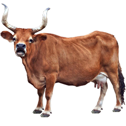 Cachena Cow