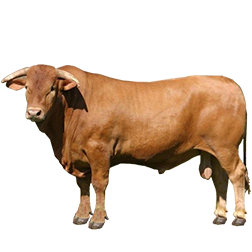 Caracu Cow