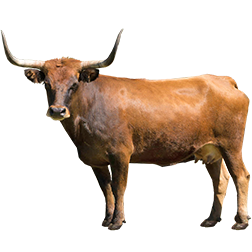 Corriente Cow