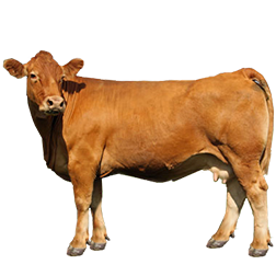 Gelbvieh Cow