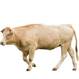 Glan Cow