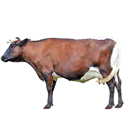 Gloucester Cow