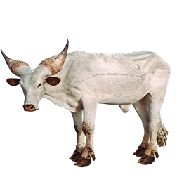 Kuri Cow