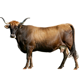 Limia Cow