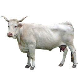 Lourdais Cow