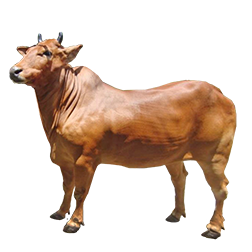 Madura Cow