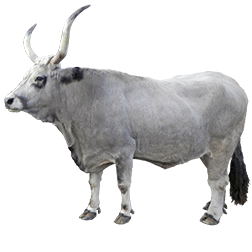 Maremmana Cow