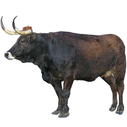Maronesa Cow