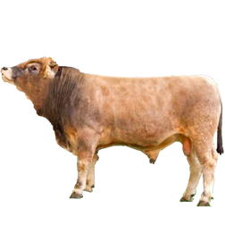 Murboden Cow
