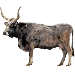 Podolica Cow