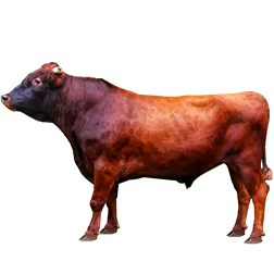 Polish Red Cow