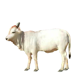 Punganur Cow