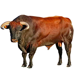 Ramo Grande Cow