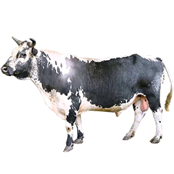 Randall Cow