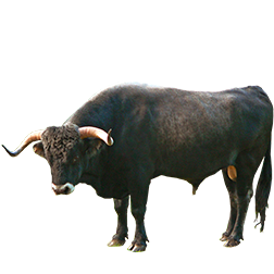 Tudanca Cow