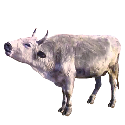 Yakutian Cows