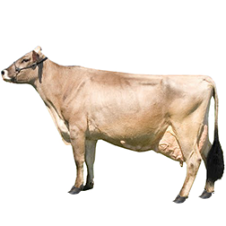 Brown Swiss Cow