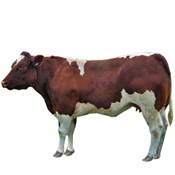 Maine-Anjou Cow