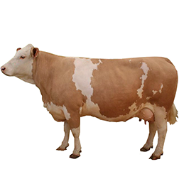 Simmental Cow