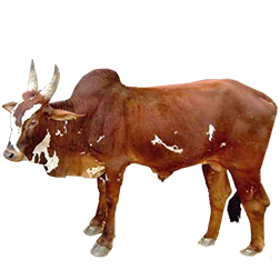 Bargur Cow