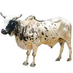 Dangi Cow