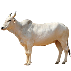 Gangatiri Cow