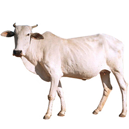 Gaolao Cow