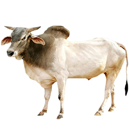 Haryana Cow