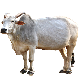 Krishna Valley Cow