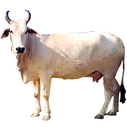 Malnad Gidda Cow