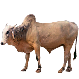 Mewati Cow