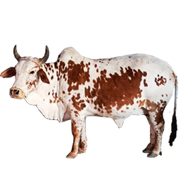 Rathi Cow
