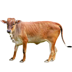 Siri Cow