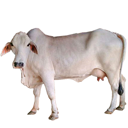 Tharparkar Cow
