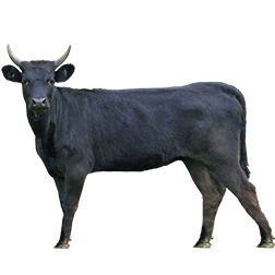 Camargue Cow