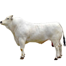 Chianina Cow