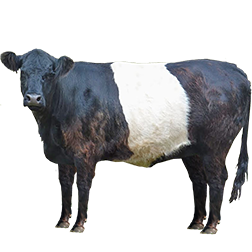 Galloway Cow