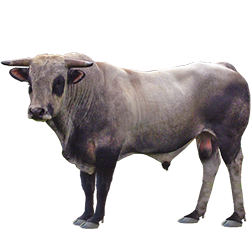 Gascon Cow
