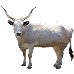 Hungarian Grey Cow