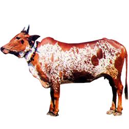 Lohani Cow