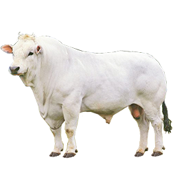 Marchigiana Cow