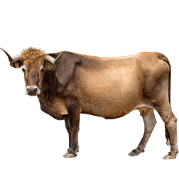 Mirandesa Cow