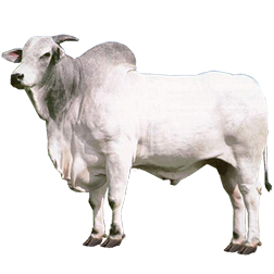Nelore Cow