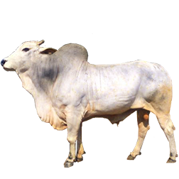 Ongole Cow