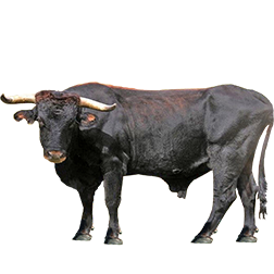 Pajuna Cow