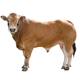 Parthenais Cow