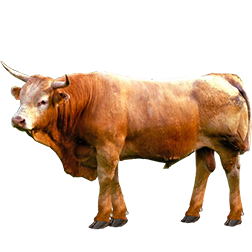 Pirenaica Cow