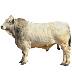 Romagnola Cow