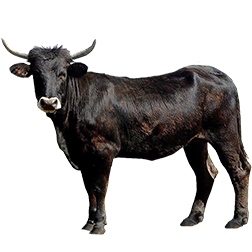 Sayaguesa Cow