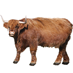 Shetland Cow